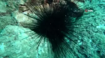 Kızıldeniz'den gelen zehirli deniz kestanesi uyarısı