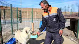 Sivas'ta sokak hayvanlarına özel bakım yapılıyor