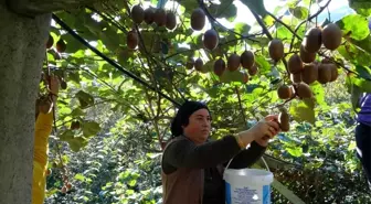 Türkiye'nin en fazla kivi üretilen 2. ilinde hasat zamanı