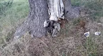 Ağacın dibinde oluşan 'ayı figürü' şaşırttı