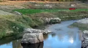 Çanakkale baraj havzasında doğal ıspanak yetiştiriyorlar