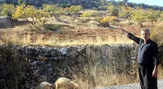 Gaziantep'te kurt dehşetinden kaçan 6 koyun halen bulunamadı