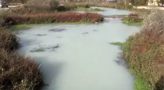 Teke Deresi'ndeki kirlilik nedeniyle balıklar su yüzeyine çıktı