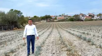 Gelibolu Yarımadası'nda 'Lavanta Tarla Günü' etkinliği