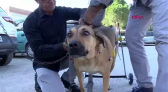 İzmir yürüteçli köpeğe bedensel engelli mustafa, en iyi dost oldu