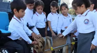 Yürüteçli köpeğe bedensel engelli Mustafa, en iyi dost oldu