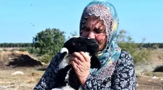 Adana'da 40 koyunu çalınan Ayşe Teyze, hırsızlara yalvardı: Ne olur koyunlarımızı geri getirin