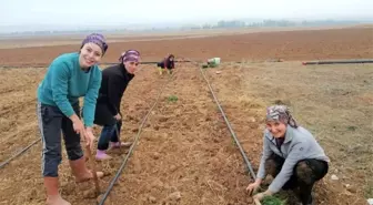 Eskişehir'de kadın çiftçiler için 'Lavanta' alternatif ürün