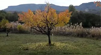 Iğdır'daki Acısu Vadisi'nde sonbahar güzelliği - IĞDIR