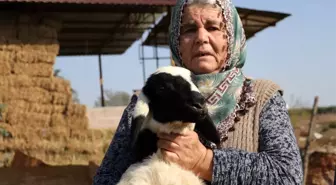 Koyunları çalınan Ayşe teyze, 'Koyunlarımı geri getirsinler' diye gözyaşı döktü