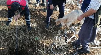 Kuyuya düşen oğlak kurtarıldı