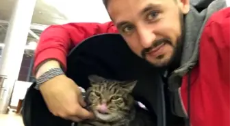 Tombul kedi uçağa alınmayınca sahibi başka kediyi tarttırdı