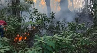 Düzce'de orman yangını