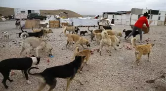 Sokak hayvanlarını öldüreceği yönünde paylaşım yapan kişi gözaltına alındı