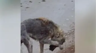 Sokak hayvanlarını öldüreceğini söyleyen belediye çalışanı gözaltına alındı