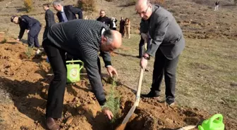 Bozüyük'te sedir fidanları toprakla buluştu