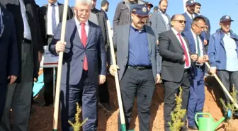 Çankırı'da 26 noktada fidan dikimi