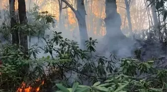 Fındık bahçesindeki kıvılcım ormana sıçradı