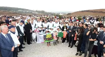 Kocaeli'de 63 bin fidan dikildi
