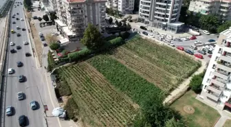 Lüks rezidansların arasında yetişen sebzeler, dakikalar içinde kebapçının sofrasında
