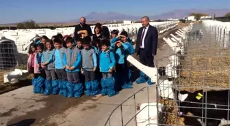Minik öğrenciler besi çiftliğinde ders işledi