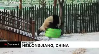 Karla kaplı parkın tadını çıkaran dev panda Sijia