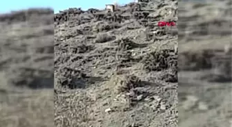 Sivas'ta nesli tükenmekte olan vaşak görüntülendi