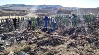 Sorgun'da bin 800 fidan toprakla buluştu