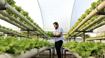 Topraksız marul üretimine başladı, hasat zamanını 60 gün kısalttı