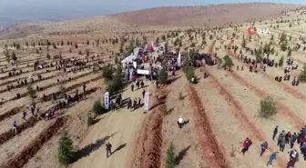 Yurt genelinde fidan dikim seferberliği