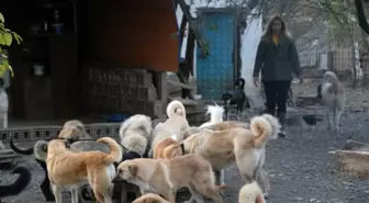 Karı koca, emanet 100'ün üzerinde köpeğe gözü gibi bakıyor