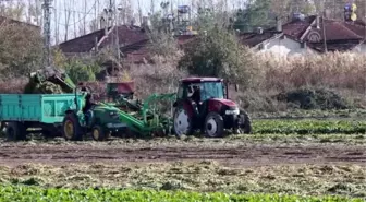 Tokat'ta şeker pancarından 180 milyon lira gelir bekleniyor