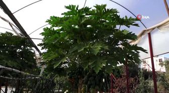 Hobi olarak başladı papaya üretiyor