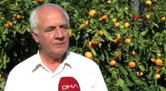 İzmir satsuma cinsi mandalinada, hasat zamanı