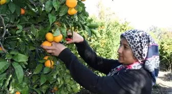 Satsuma cinsi mandalinada, hasat zamanı