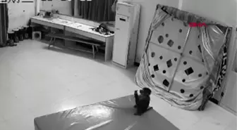 Çin'de maymun, bakıcısının telefonundan sipariş verdi