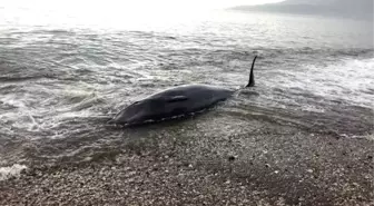 Kıyıya vuran balina, kurtarılarak denize bırakıldı