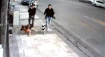 Köpeğin kediye saldırısı kamerada