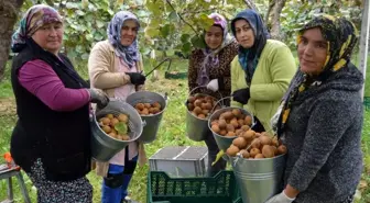 (Özel) Bataklık araziden tonlarca kivi hasadına