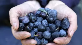 Bu zeytin Türkiye'nin Kuzeydoğusu'nun en uç noktasında yetişiyor