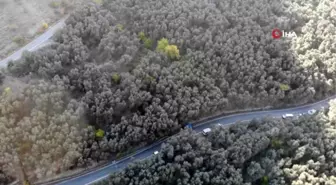 Bu zeytin Türkiye'nin Kuzeydoğusu'nun en uç noktasında yetişiyor