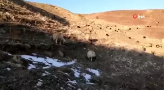 Çoban mera tepkisini çektiği videoyla dile getirdi