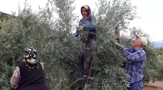 Ermenek'te zeytin, yöre halkının umudu oldu