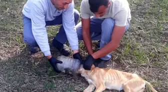 Kafası bidona sıkışan köpek için seferber oldular