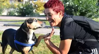 Kanserli köpek, hem sağlığına hem de yuvaya kavuştu