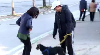 Kanserli köpek hem sağlığına hem yuvaya kavuştu