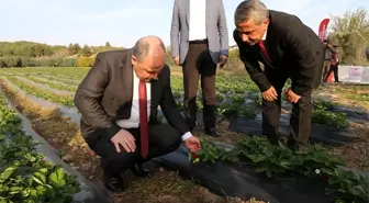 Osmaniye Valisi Coşkun, çilek bahçesini inceledi