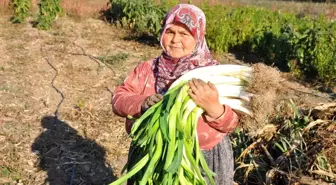 150 yıllık ata tohumlarıyla üretilen pırasa