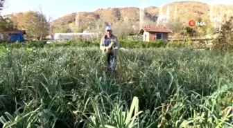 Atalarından kalan tohumlarla pırasa yetiştiriyorlar