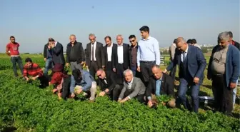 Hatay'da maydanoz hasadı başladı